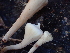  ( - HAY-F-007039)  @11 [ ] by-nc (2023) Dean Lyons Fungal Diversity Survey