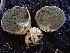  (Rhizopogon sp. CA03 - HAY-F-007010)  @11 [ ] by-nc (2023) Dean Lyons Fungal Diversity Survey