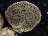 ( - HAY-F-007010)  @11 [ ] by-nc (2023) Dean Lyons Fungal Diversity Survey