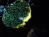  ( - HAY-F-007010)  @11 [ ] by-nc (2023) Dean Lyons Fungal Diversity Survey