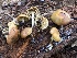  ( - HAY-F-007036)  @11 [ ] by-nc (2023) Dean Lyons Fungal Diversity Survey