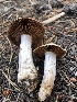  ( - HAY-F-007018)  @11 [ ] by-nc (2023) Dean Lyons Fungal Diversity Survey