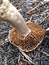  ( - HAY-F-007018)  @11 [ ] by-nc (2023) Dean Lyons Fungal Diversity Survey