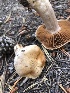  ( - HAY-F-007018)  @11 [ ] by-nc (2023) Dean Lyons Fungal Diversity Survey