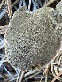  ( - HAY-F-001752)  @11 [ ] by-nc (2023) Bat Vardeh Fungal Diversity Survey