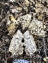  (Russula sp. acrifolia-CA01 - HAY-F-001751)  @11 [ ] by-nc (2023) Bat Vardeh Fungal Diversity Survey