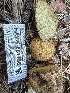  ( - HAY-F-001756)  @11 [ ] by-nc (2023) Bat Vardeh Fungal Diversity Survey