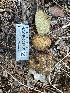  ( - HAY-F-001756)  @11 [ ] by-nc (2023) Bat Vardeh Fungal Diversity Survey