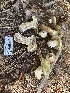  ( - HAY-F-001746)  @11 [ ] by-nc (2023) Bat Vardeh Fungal Diversity Survey