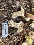  ( - HAY-F-001746)  @11 [ ] by-nc (2023) Bat Vardeh Fungal Diversity Survey