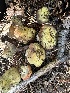  ( - HAY-F-001746)  @11 [ ] by-nc (2023) Bat Vardeh Fungal Diversity Survey