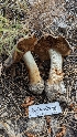  ( - HAY-F-001459)  @11 [ ] c (2023) Michelle C. Torres-Grant Fungal Diversity Survey