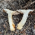  ( - HAY-F-001459)  @11 [ ] c (2023) Michelle C. Torres-Grant Fungal Diversity Survey