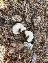  ( - HAY-F-007379)  @11 [ ] by-nc (2023) Bat Vardeh Fungal Diversity Survey