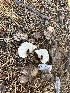  ( - HAY-F-007379)  @11 [ ] by-nc (2023) Bat Vardeh Fungal Diversity Survey