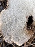  ( - HAY-F-007379)  @11 [ ] by-nc (2023) Bat Vardeh Fungal Diversity Survey