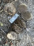  ( - HAY-F-007375)  @11 [ ] by-nc (2023) Bat Vardeh Fungal Diversity Survey