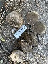  ( - HAY-F-007375)  @11 [ ] by-nc (2023) Bat Vardeh Fungal Diversity Survey