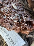  ( - HAY-F-007372)  @11 [ ] by-nc (2023) Bat Vardeh Fungal Diversity Survey