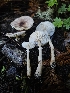  ( - HAY-F-006206)  @11 [ ] by (2023) Mandy Hackney Fungal Diversity Survey