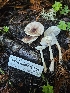  ( - HAY-F-006206)  @11 [ ] by (2023) Mandy Hackney Fungal Diversity Survey