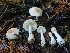  ( - HAY-F-006207)  @11 [ ] by (2023) Mandy Hackney Fungal Diversity Survey