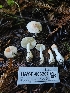  ( - HAY-F-006207)  @11 [ ] by (2023) Mandy Hackney Fungal Diversity Survey