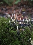  ( - HAY-F-006208)  @11 [ ] by (2023) Mandy Hackney Fungal Diversity Survey