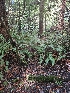  ( - HAY-F-006208)  @11 [ ] by (2023) Mandy Hackney Fungal Diversity Survey