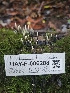  ( - HAY-F-006208)  @11 [ ] by (2023) Mandy Hackney Fungal Diversity Survey