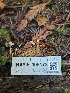  ( - HAY-F-006178)  @11 [ ] by (2023) Mandy Hackney Fungal Diversity Survey