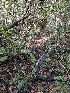  ( - HAY-F-006178)  @11 [ ] by (2023) Mandy Hackney Fungal Diversity Survey