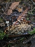  ( - HAY-F-006178)  @11 [ ] by (2023) Mandy Hackney Fungal Diversity Survey
