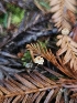  (Crinipellis piceae - HAY-F-006179)  @11 [ ] by (2023) Mandy Hackney Fungal Diversity Survey