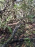  ( - HAY-F-006179)  @11 [ ] by (2023) Mandy Hackney Fungal Diversity Survey