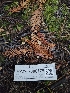  ( - HAY-F-006179)  @11 [ ] by (2023) Mandy Hackney Fungal Diversity Survey