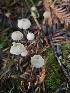  ( - HAY-F-006180)  @11 [ ] by (2023) Mandy Hackney Fungal Diversity Survey