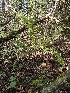  ( - HAY-F-006180)  @11 [ ] by (2023) Mandy Hackney Fungal Diversity Survey