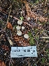  ( - HAY-F-006180)  @11 [ ] by (2023) Mandy Hackney Fungal Diversity Survey