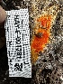  (Ceriporia - HAY-F-001281)  @11 [ ] by-nc (2023) Aaron Tupac Fungal Diversity Survey