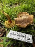  ( - HAY-F-005479)  @11 [ ] by-nc (2023) Aaron Tupac Fungal Diversity Survey