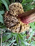  ( - HAY-F-005479)  @11 [ ] by-nc (2023) Aaron Tupac Fungal Diversity Survey