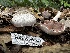  ( - HAY-F-001320)  @11 [ ] by-nc (2023) Aaron Tupac Fungal Diversity Survey