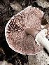  ( - HAY-F-001320)  @11 [ ] by-nc (2023) Aaron Tupac Fungal Diversity Survey