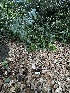  ( - HAY-F-001320)  @11 [ ] by-nc (2023) Aaron Tupac Fungal Diversity Survey