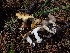 (Calonarius shastensis - HAY-F-003393)  @11 [ ] by-nc (2023) Sadie Hickey Fungal Diversity Survey