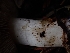  ( - HAY-F-003393)  @11 [ ] by-nc (2023) Sadie Hickey Fungal Diversity Survey