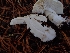  ( - HAY-F-003394)  @11 [ ] by-nc (2023) Sadie Hickey Fungal Diversity Survey