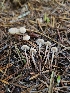  ( - HAY-F-006234)  @11 [ ] by (2023) Mandy Hackney Fungal Diversity Survey