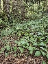  ( - HAY-F-006234)  @11 [ ] by (2023) Mandy Hackney Fungal Diversity Survey